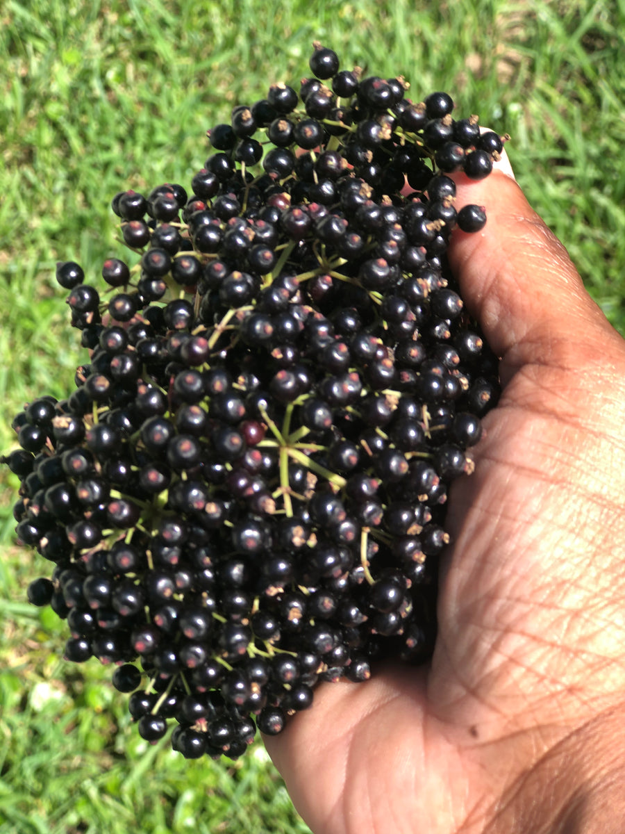 How Elderberry Can Help You Get Thru Covid The Herban Bee